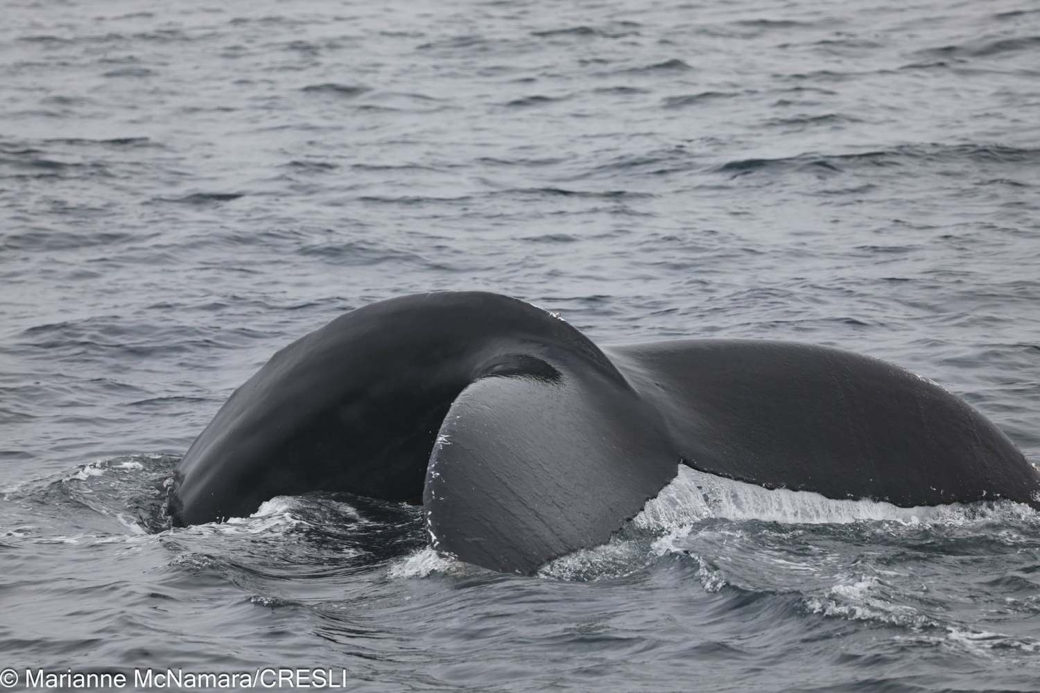 Whale diving with tail partially submerged in ocean water.