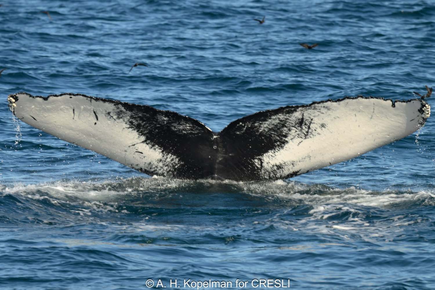 Whale tail above blue ocean water with small waves.