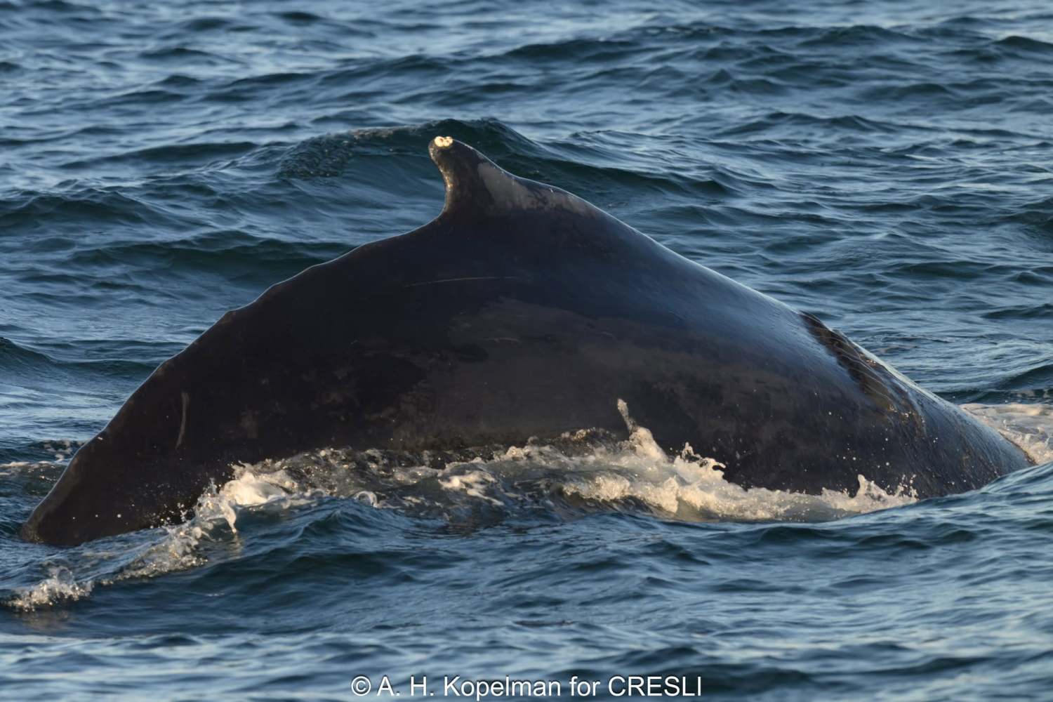 Close-up of a whale's back with a dorsal fin in the ocean.