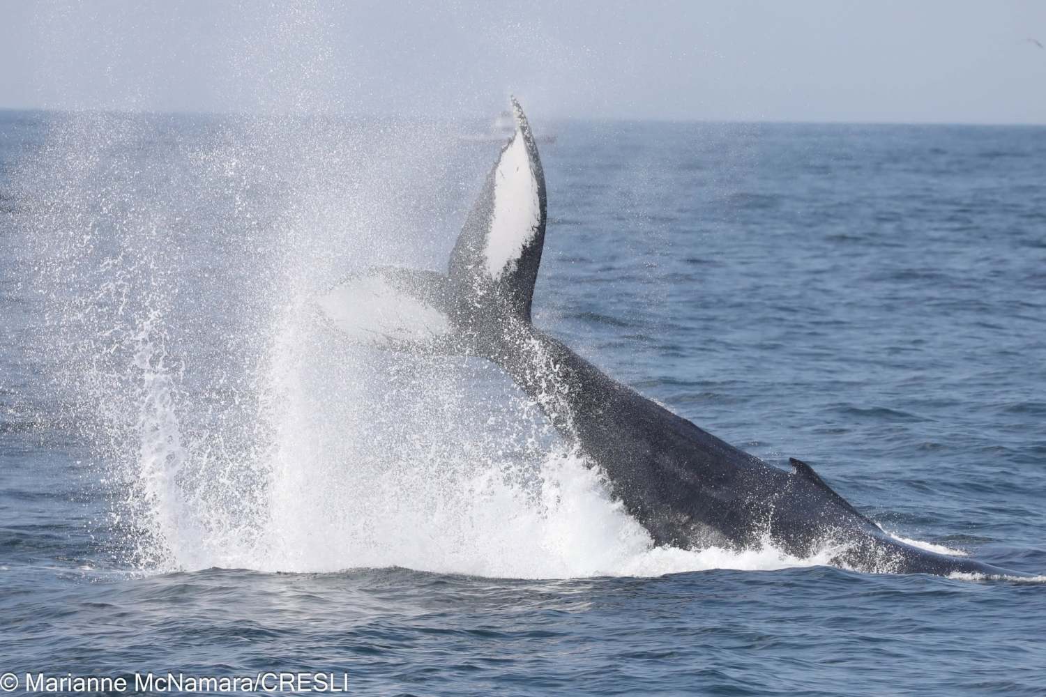 Whale tail splashing water in the ocean.