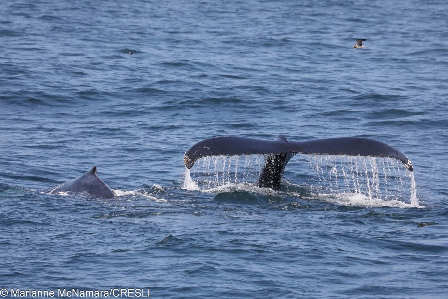 Humpback whale fluke above water with flowing water, another whale nearby.