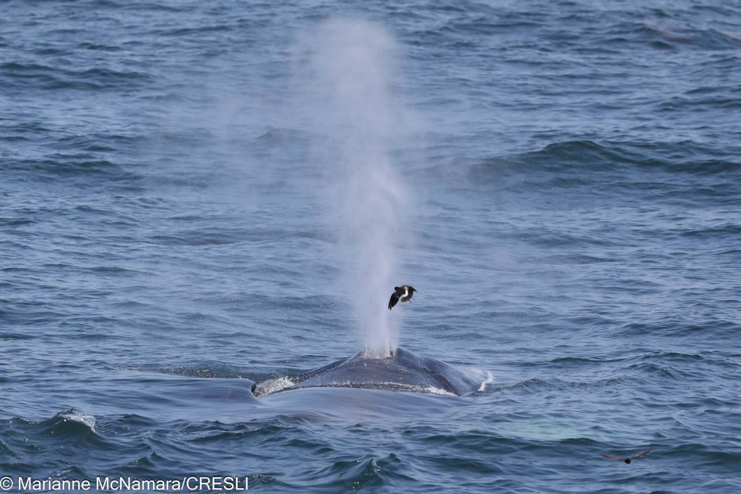 Whale surfacing with a spout of water and a bird perched on its back.