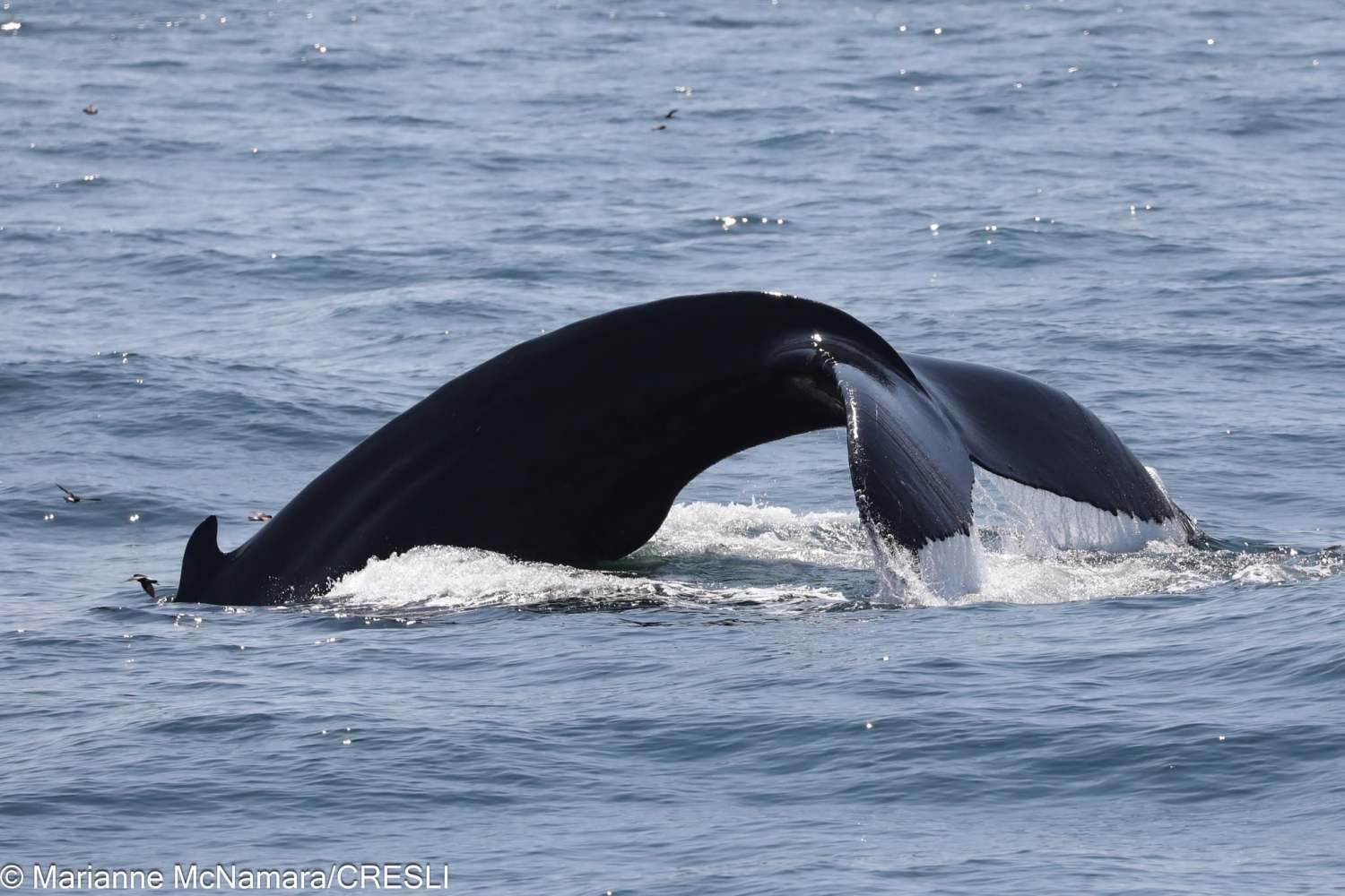 Whale's tail arching out of the ocean water.