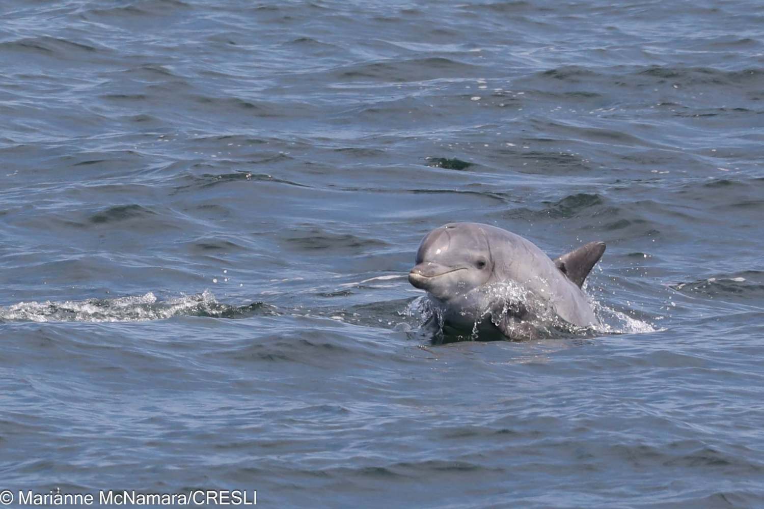 Dolphin swimming at the ocean surface with visible waves.