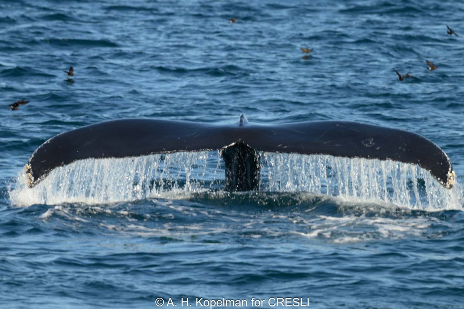 Humpback whale tail fluke diving in ocean with splashing water.