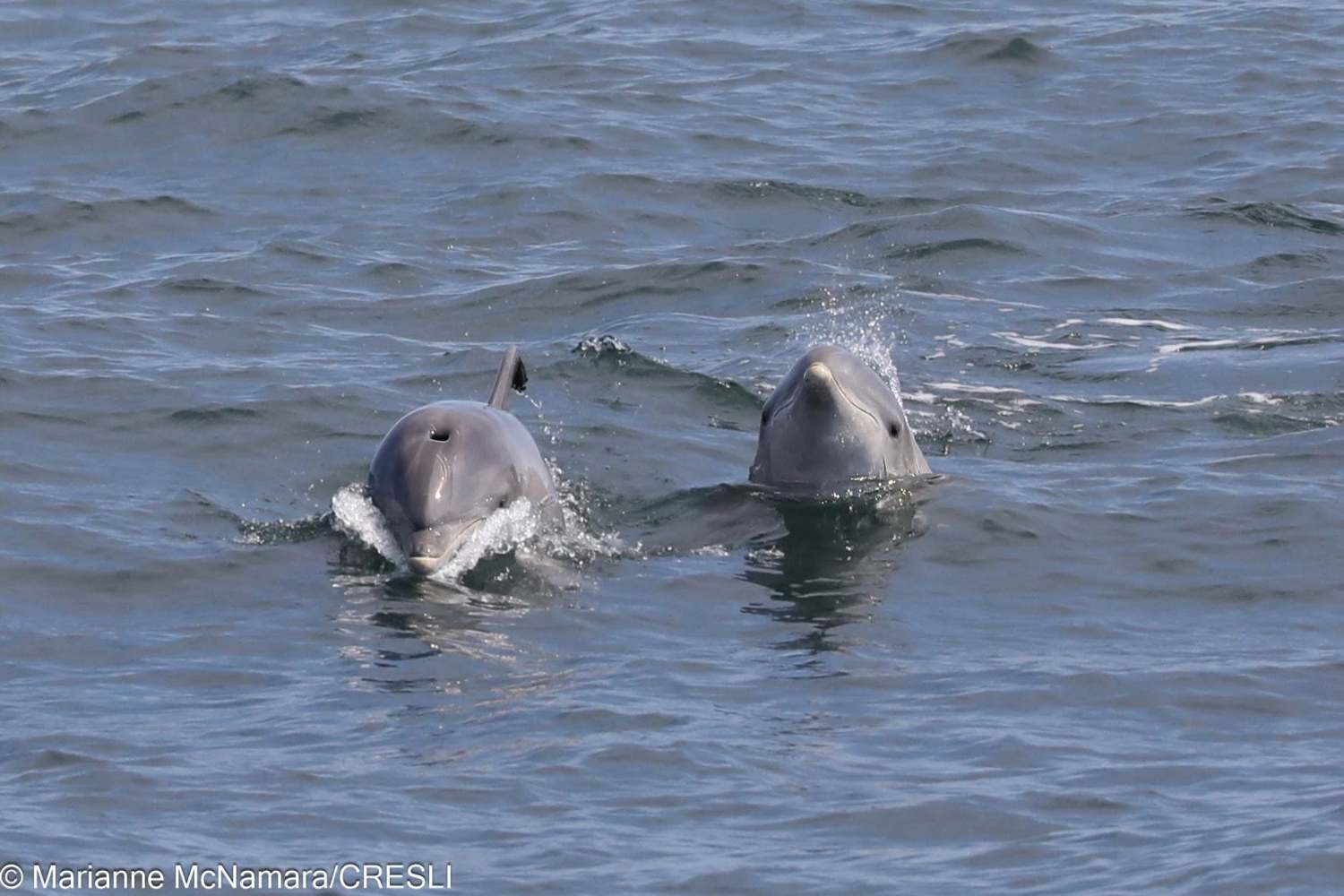 Two dolphins swimming near the ocean surface.
