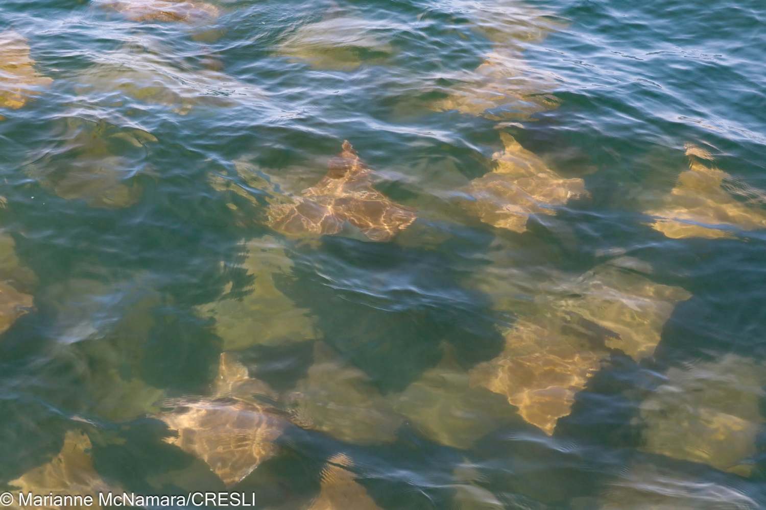 Several rays swimming underwater in clear, wavy ocean.