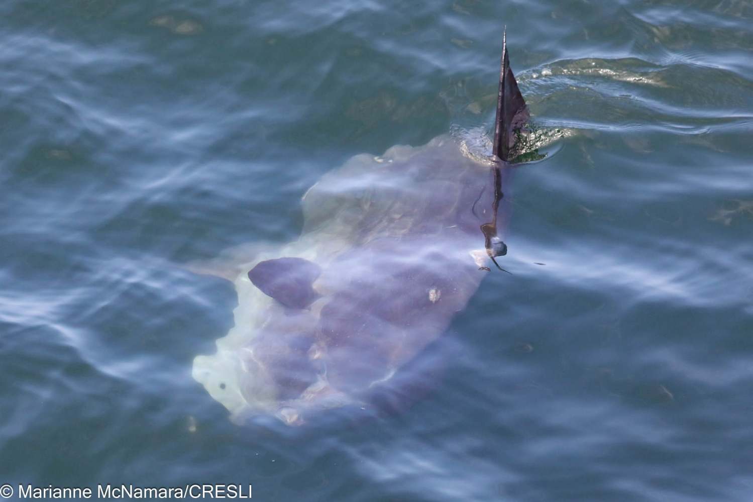 Ocean sunfish with dorsal fin visible in clear blue water.
