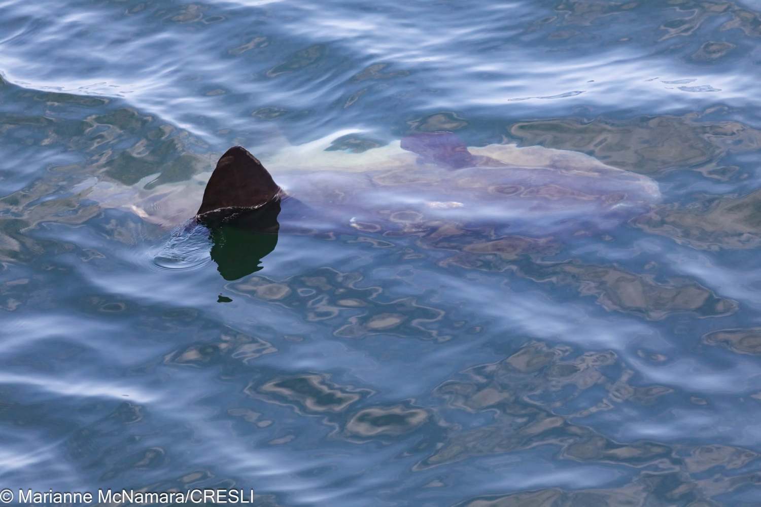 Ocean sunfish swimming near water surface, fin visible.