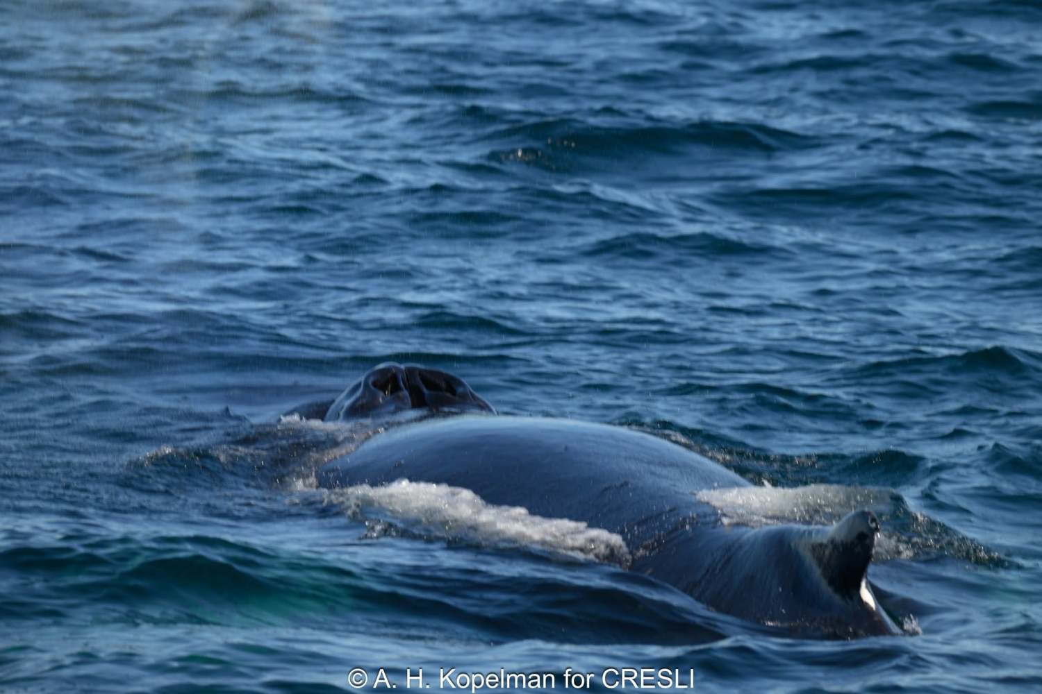 Whale partially submerged in ocean water.