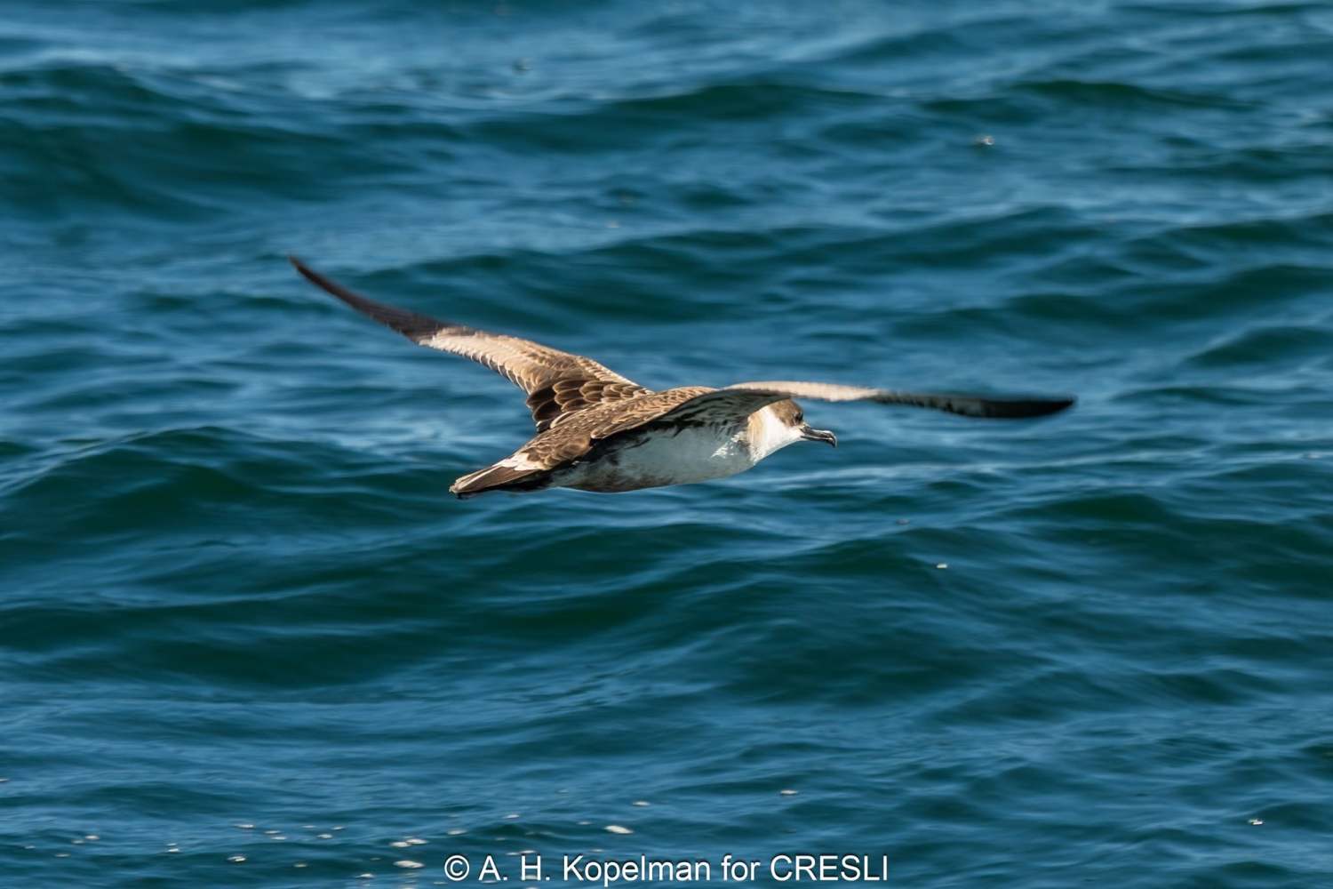 Seabird soaring low over a wavy ocean surface.