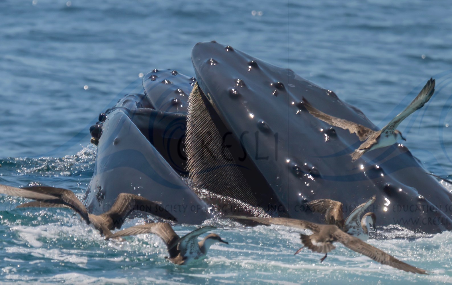Whale surfacing with open mouth, surrounded by seagulls in the ocean.