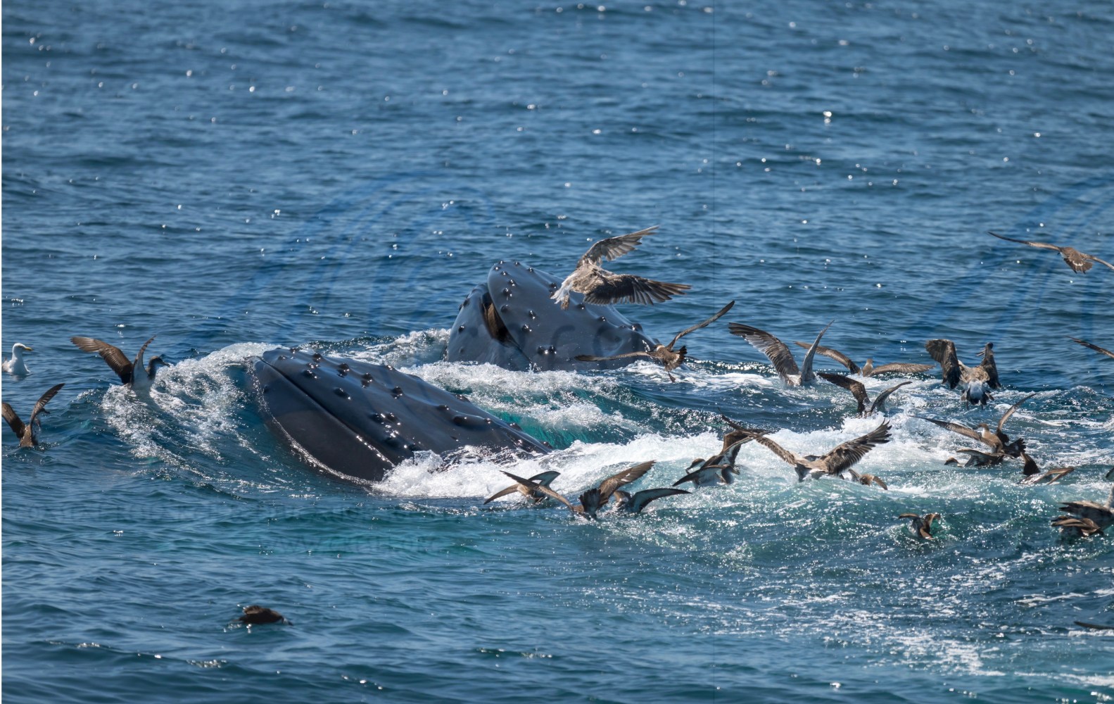 Humpback whale feeding at surface with seagulls flying around.