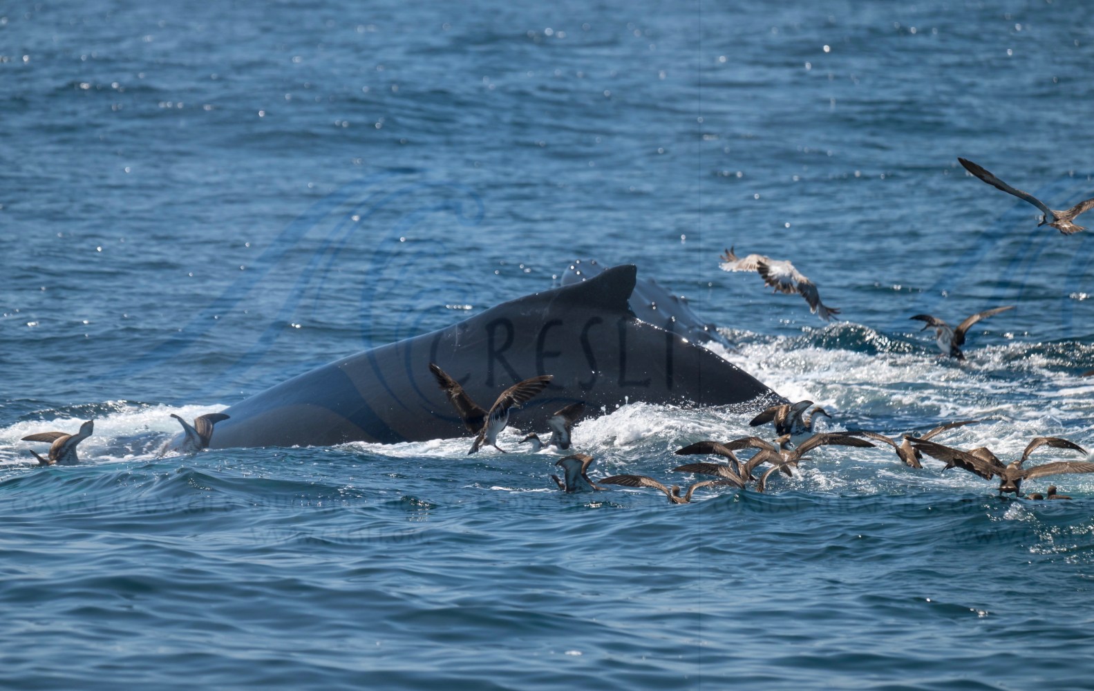 Whale surfacing in ocean, surrounded by seabirds flying close to the water.