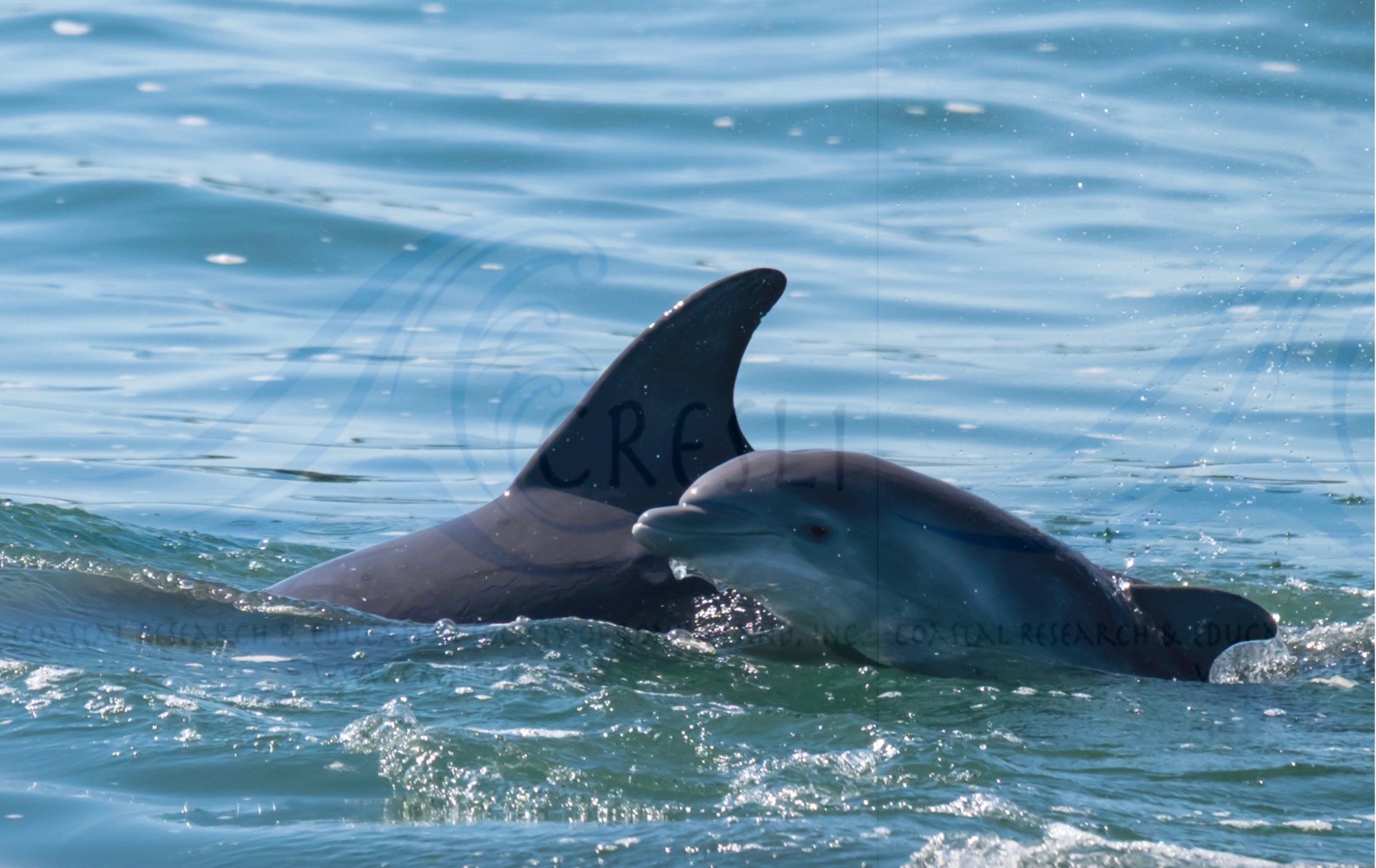 Two dolphins swimming in the ocean, one adult and one juvenile.