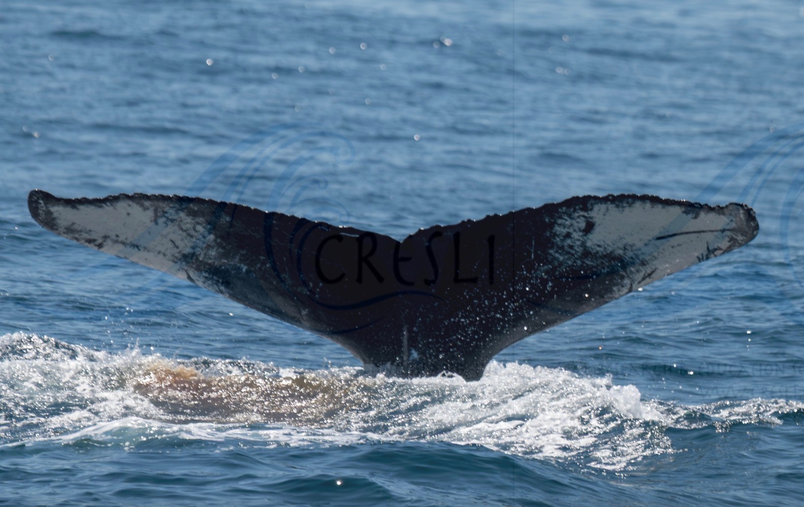 Whale tail above ocean water with splash