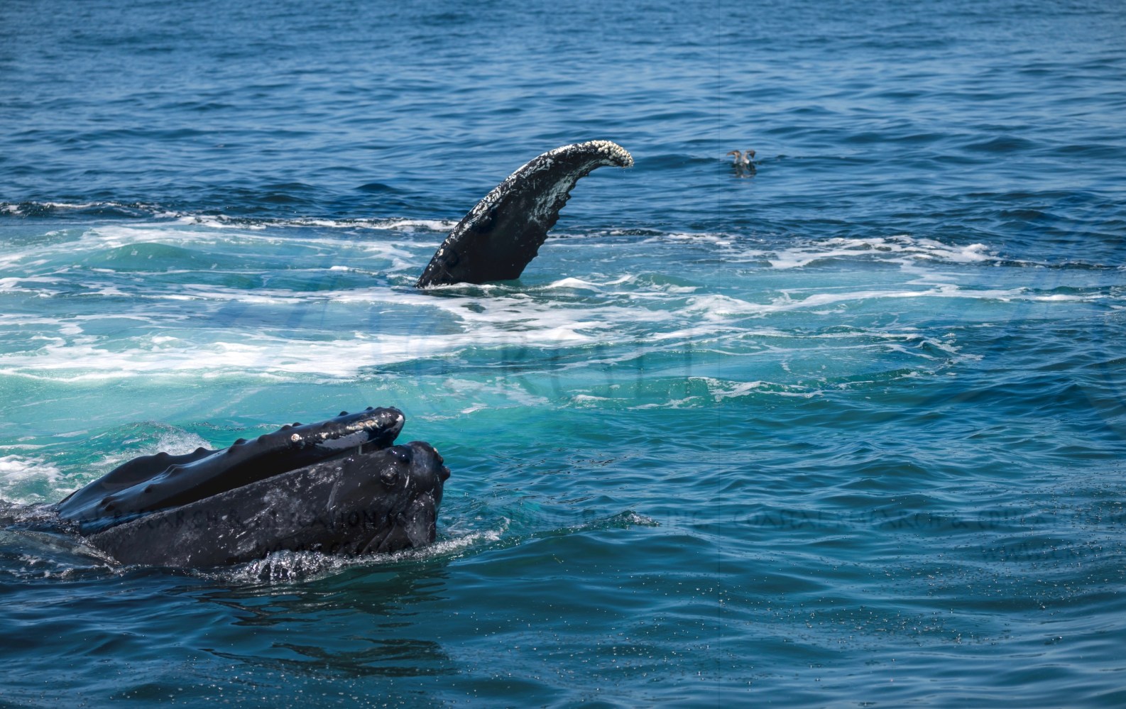 Humpback whale surfacing with fin and head above ocean water.