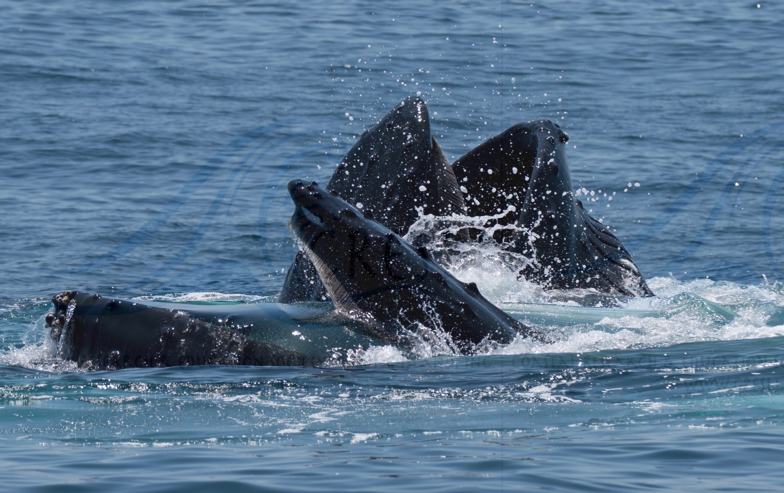 Humpback whales surfacing in the ocean, mouths open, amid splashing water.