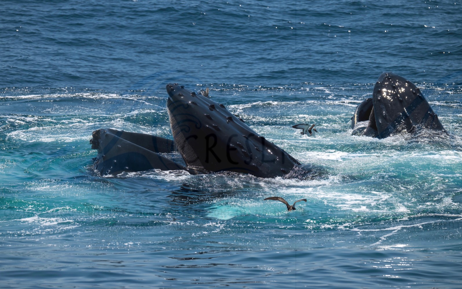 Humpback whales surfacing in ocean, surrounded by seagulls.