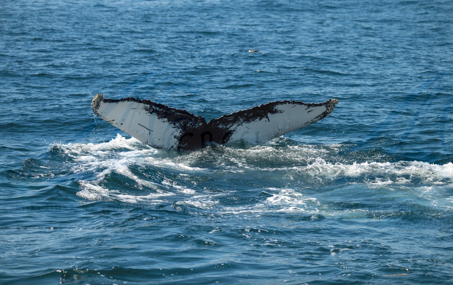 Whale tail above the ocean surface, surrounded by rippling water.