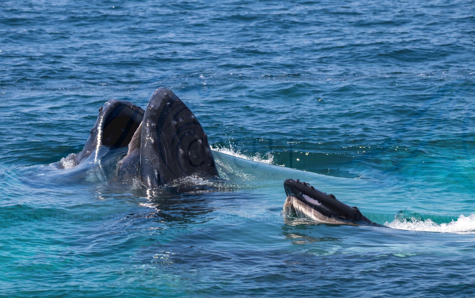 Two whales surfacing with open mouths in blue ocean water.
