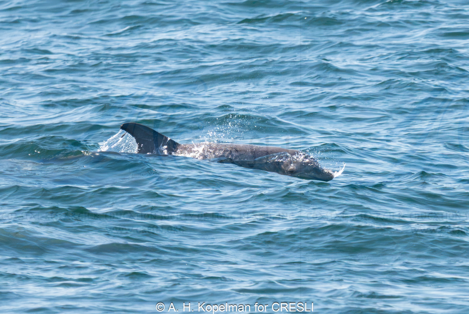 Fin of dolphin surfacing in the ocean.