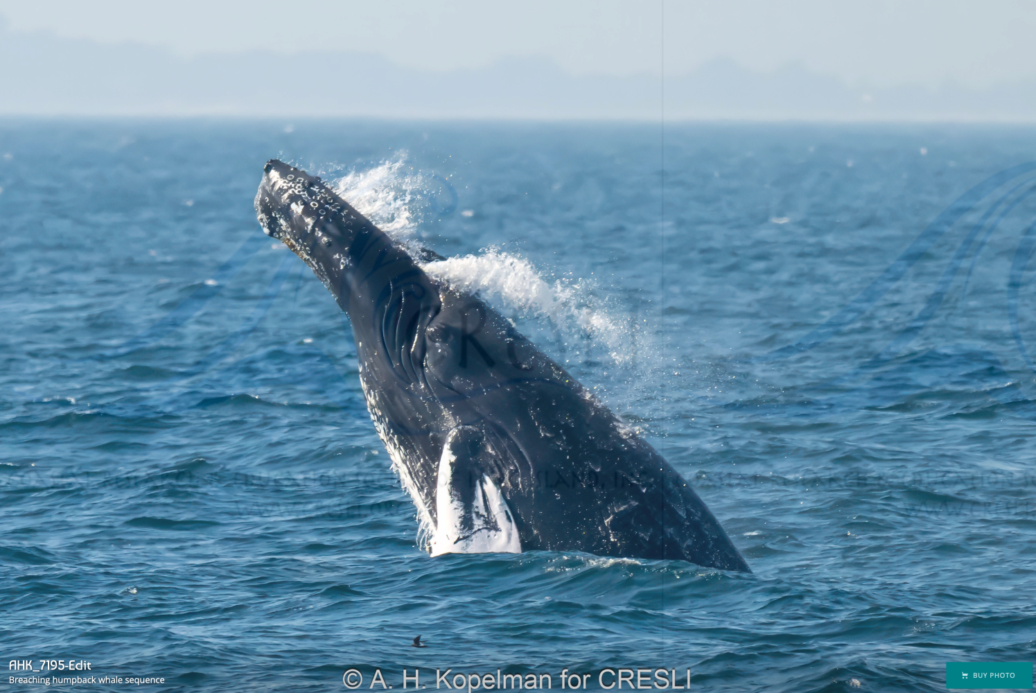 Humpback whale breaching in the ocean.