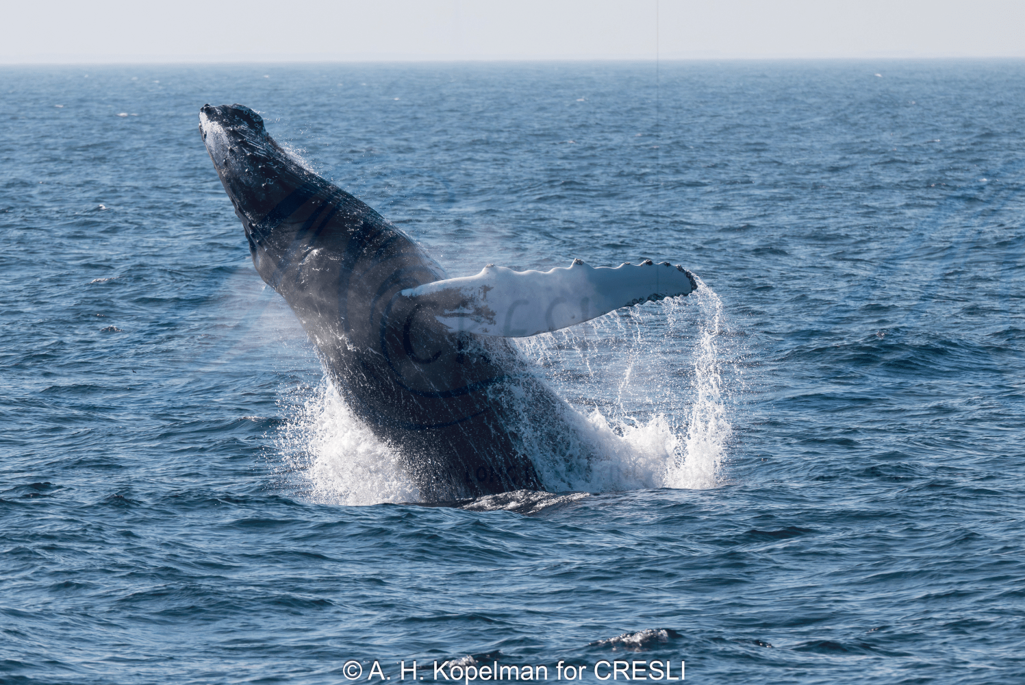 Whale breaching in the ocean with water splashing around.