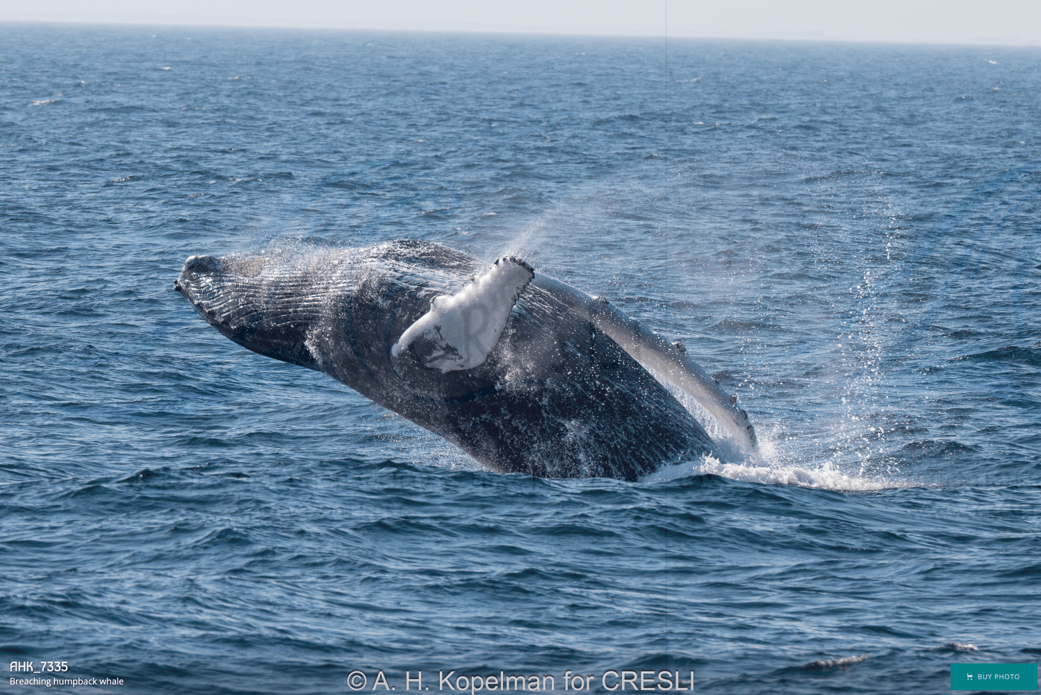Humpback whale breaching in the ocean, with water splashing.