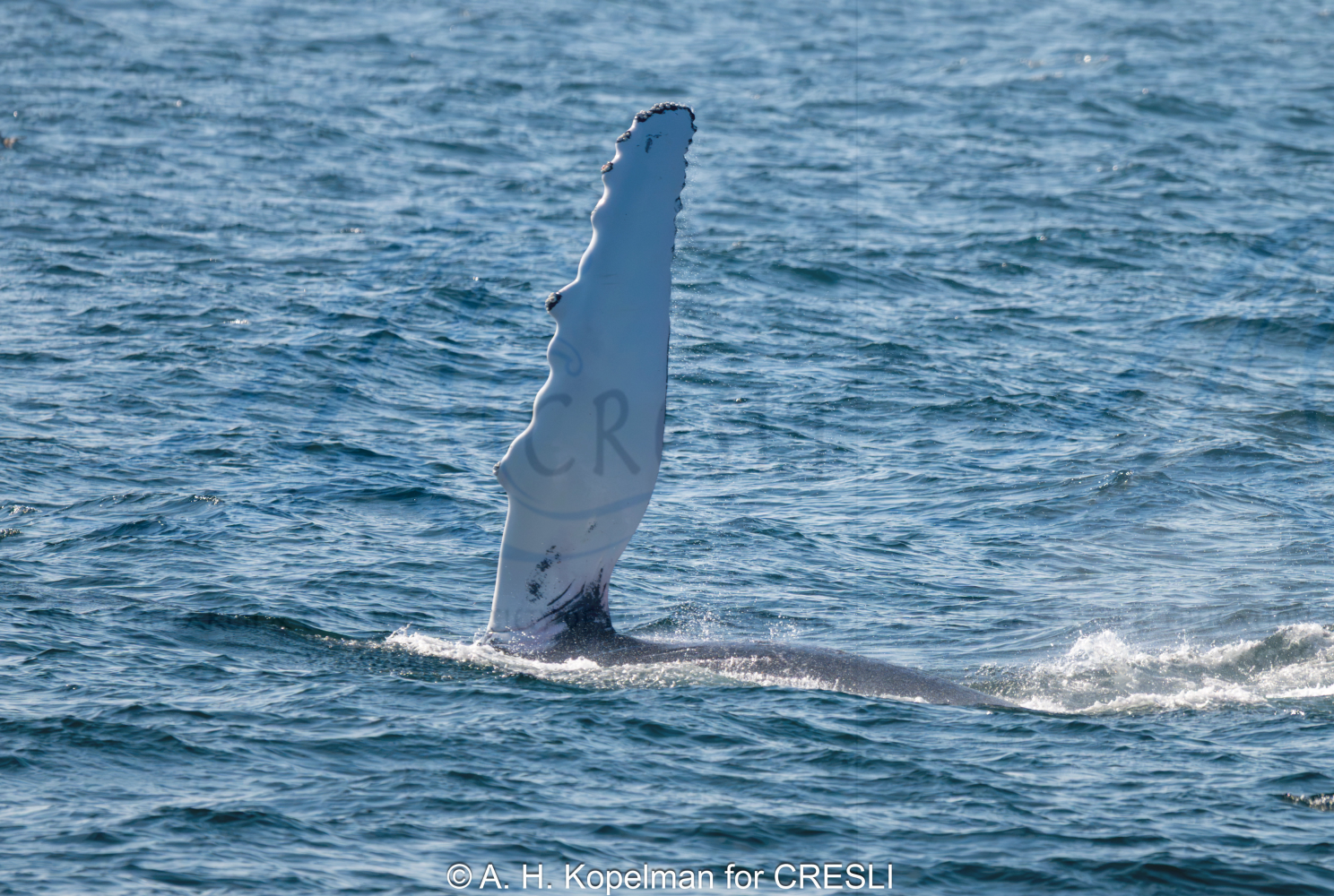 Whale fin emerging from the ocean surface.