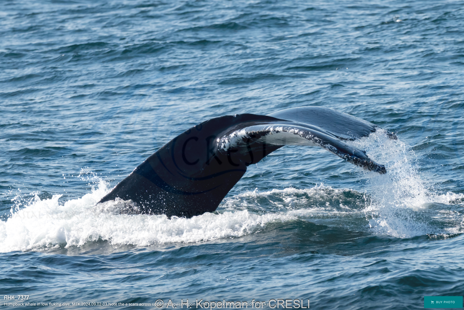 Whale tail emerging from the ocean water, splashing waves.