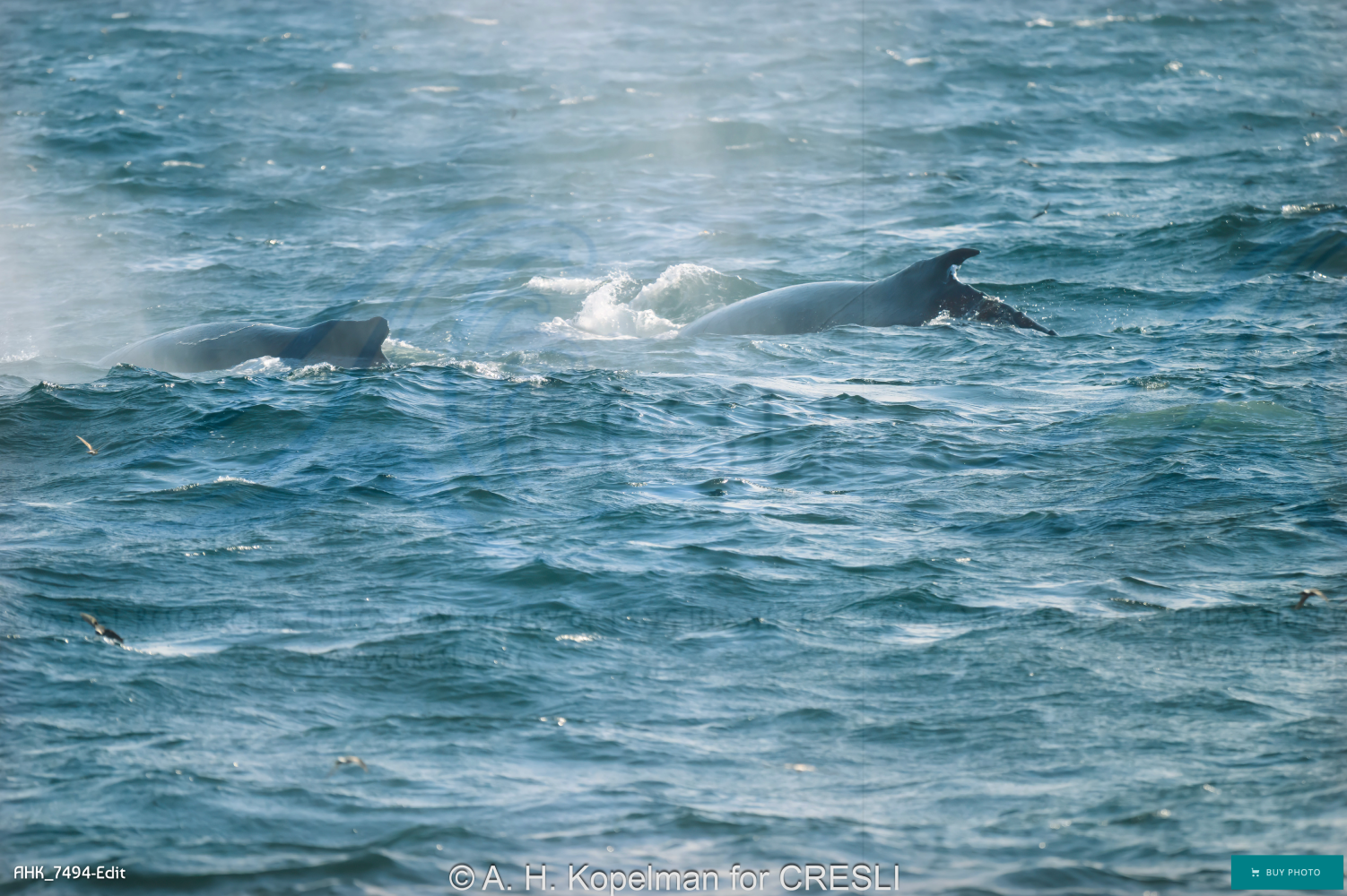 Two whales swimming and surfacing in the ocean.