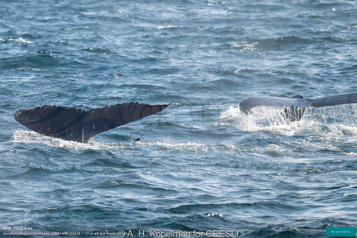Whale tails emerging from ocean water, waves surrounding.
