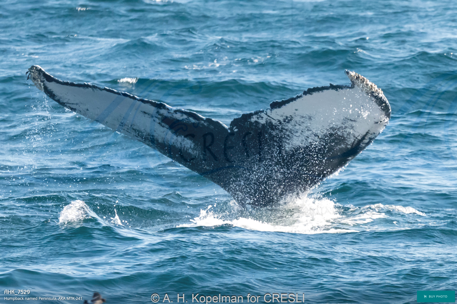 Humpback whale tail above ocean water.