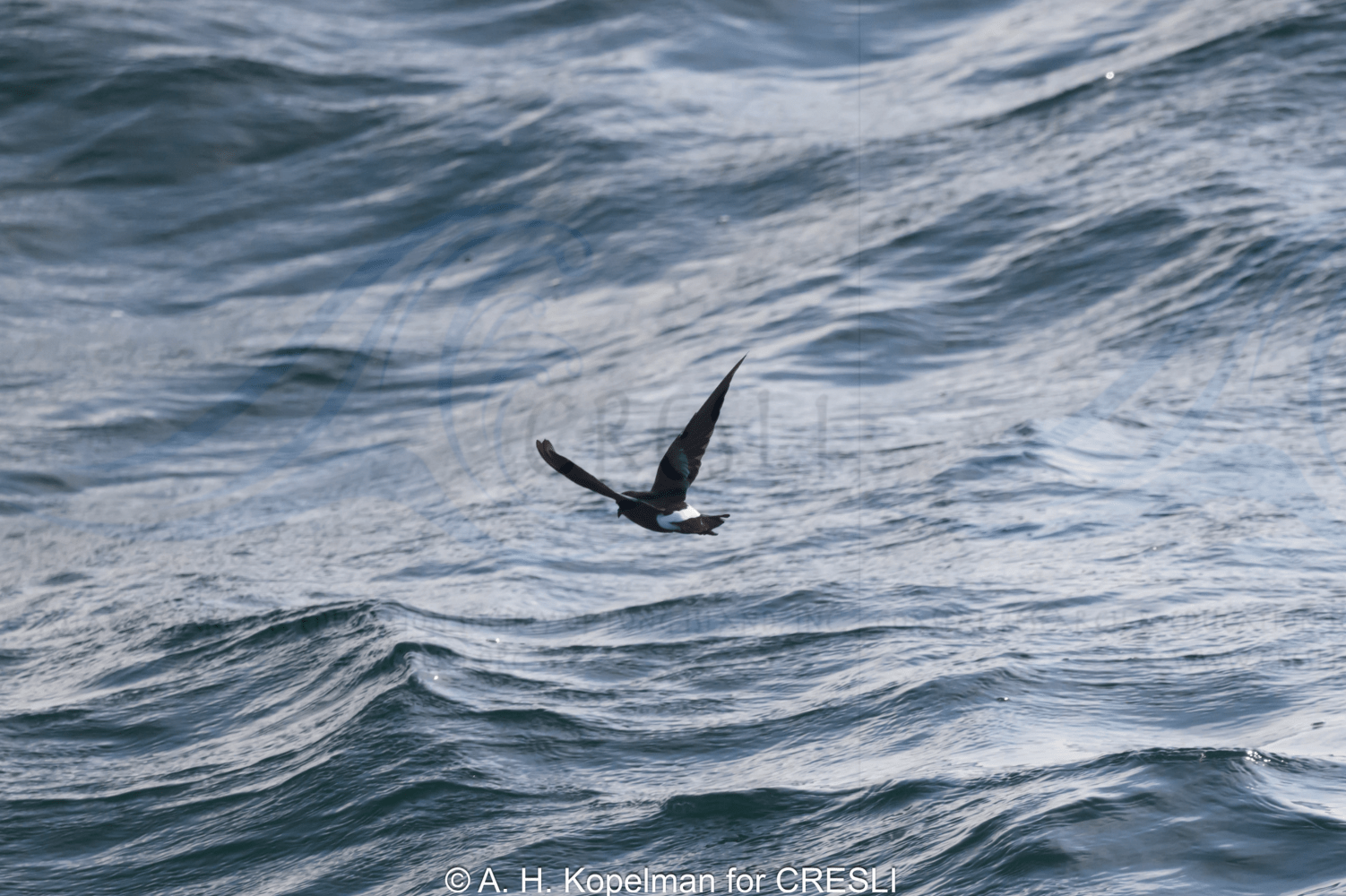 Bird flying over wavy ocean surface.
