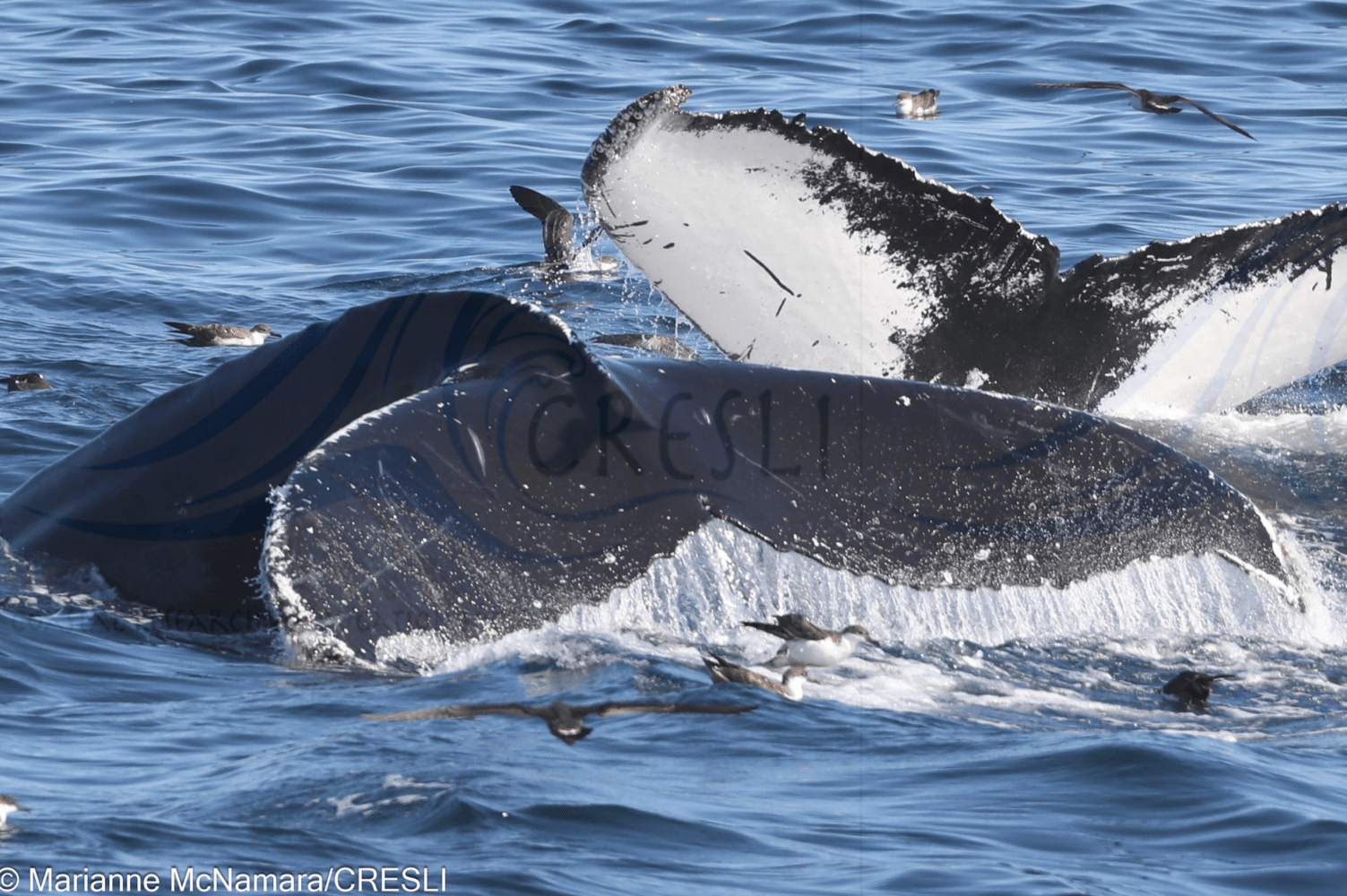 Humpback whales surfacing with birds flying above the ocean.