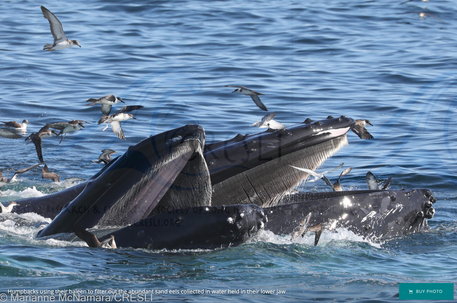 Humpback whales feeding at the ocean surface, surrounded by flying seabirds.
