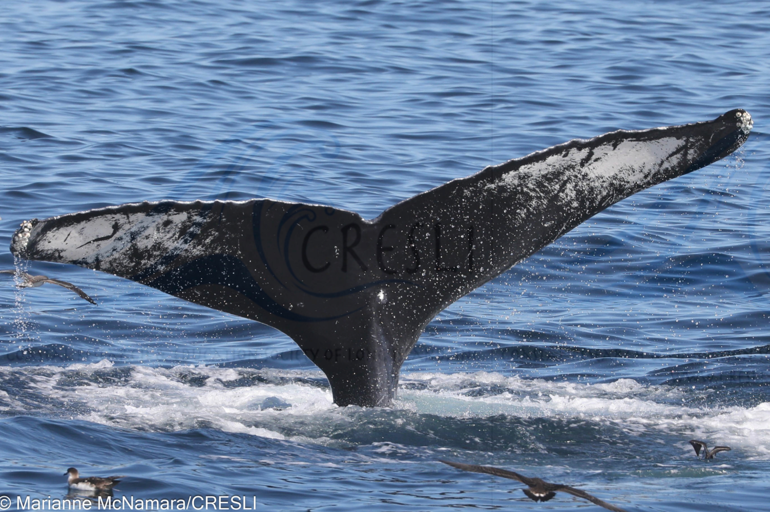 Humpback whale tail above ocean surface with birds nearby.