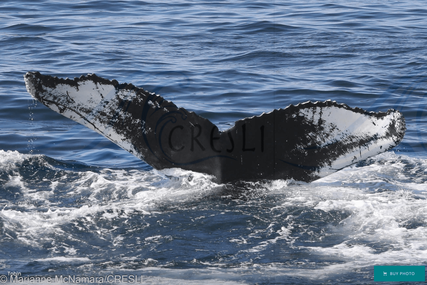Whale tail emerging from ocean waters, showing textured fluke.