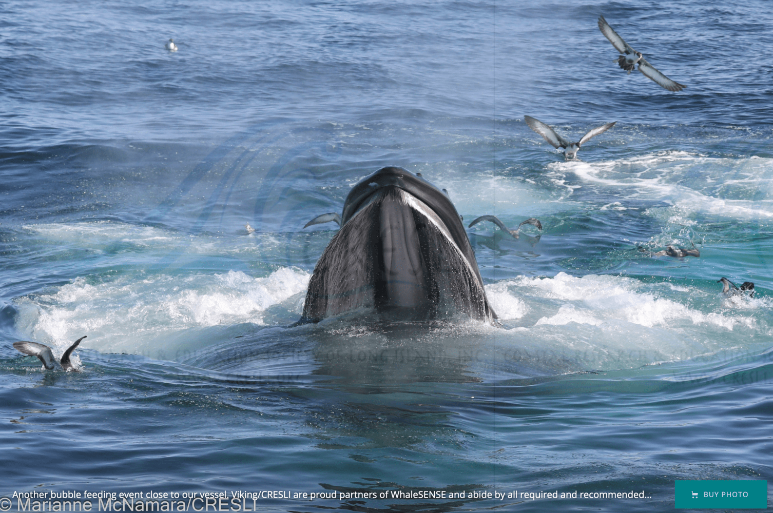 Humpback whale breaching with open mouth, surrounded by birds above the ocean surface.