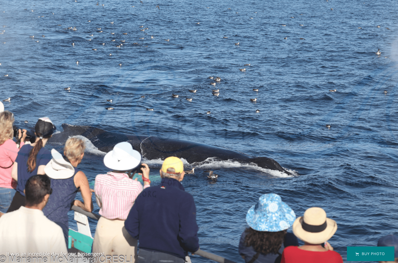 People on a boat watch a whale surfacing near the water's surface.