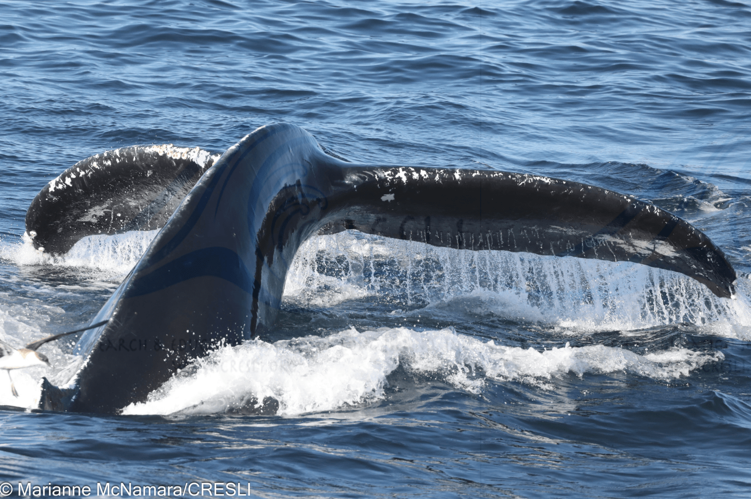 Whale tail emerging from ocean waves, white water splashing around.