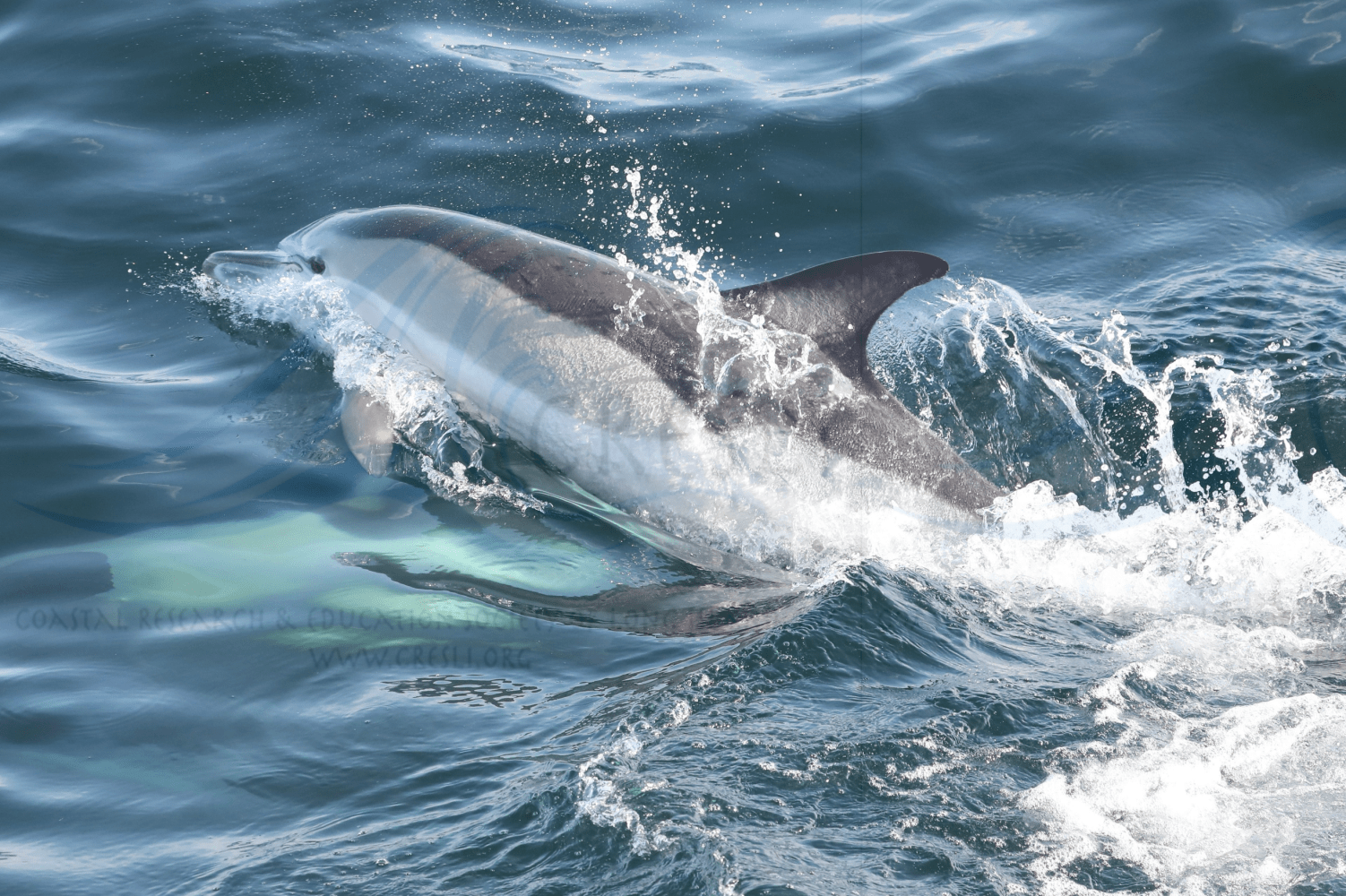 A dolphin swimming at the ocean surface, creating splashes.