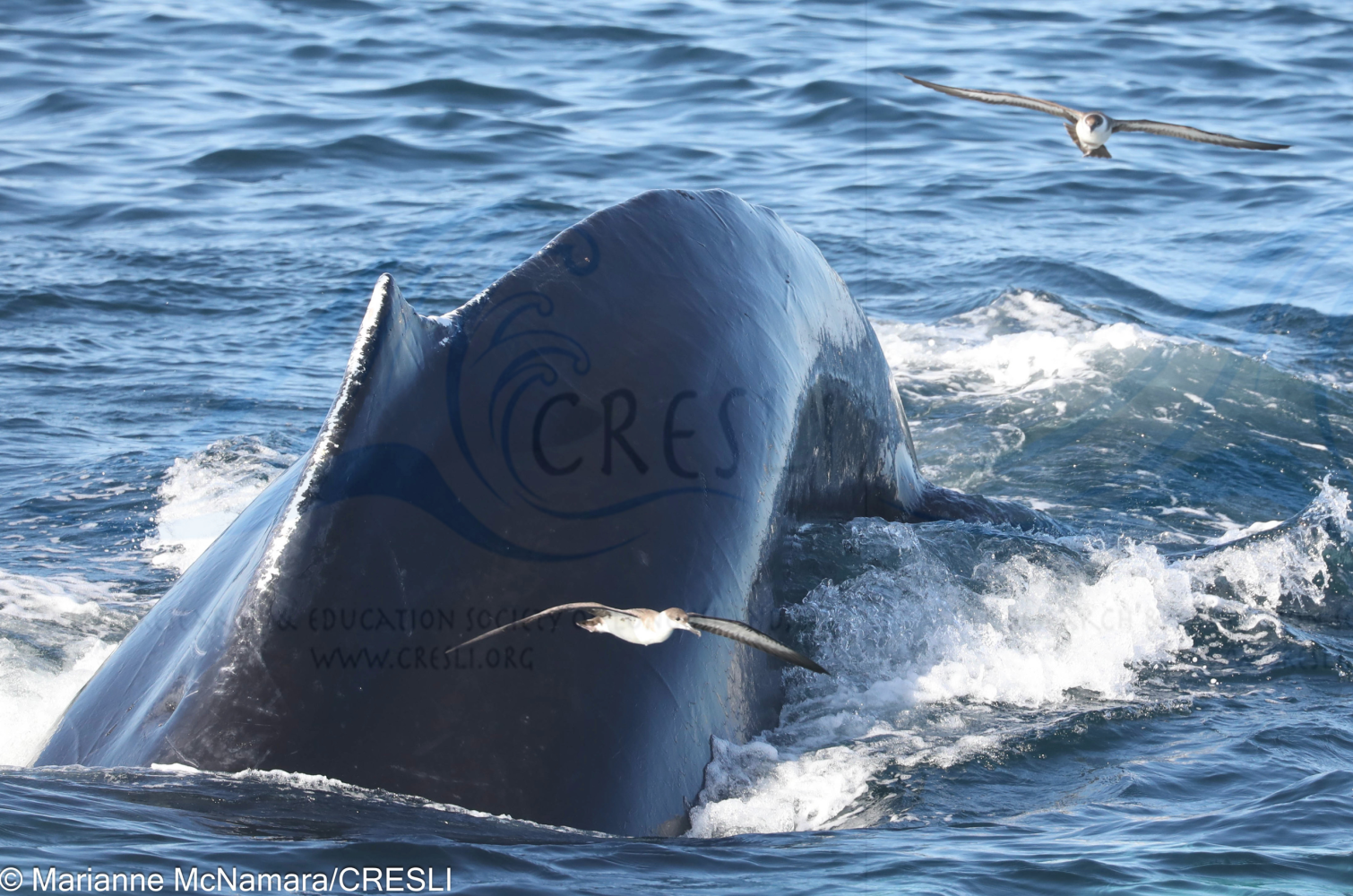 Whale breaching water surface with two birds flying above.