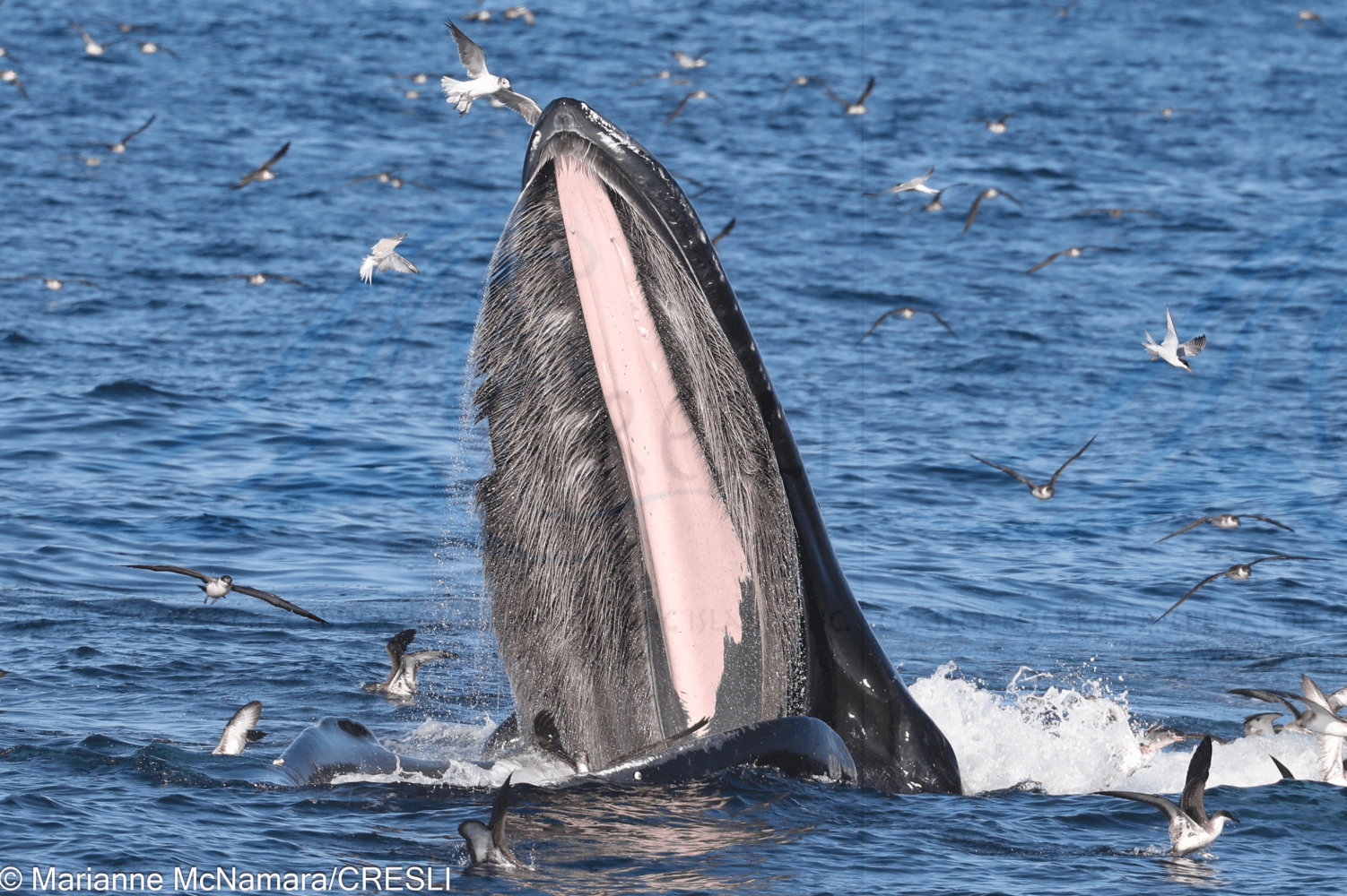 Whale breaching with mouth open surrounded by birds over the ocean.