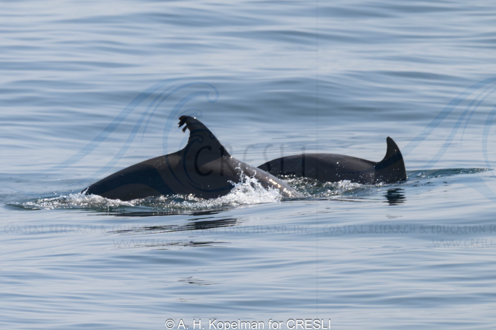 Two dolphins swimming with dorsal fins above water