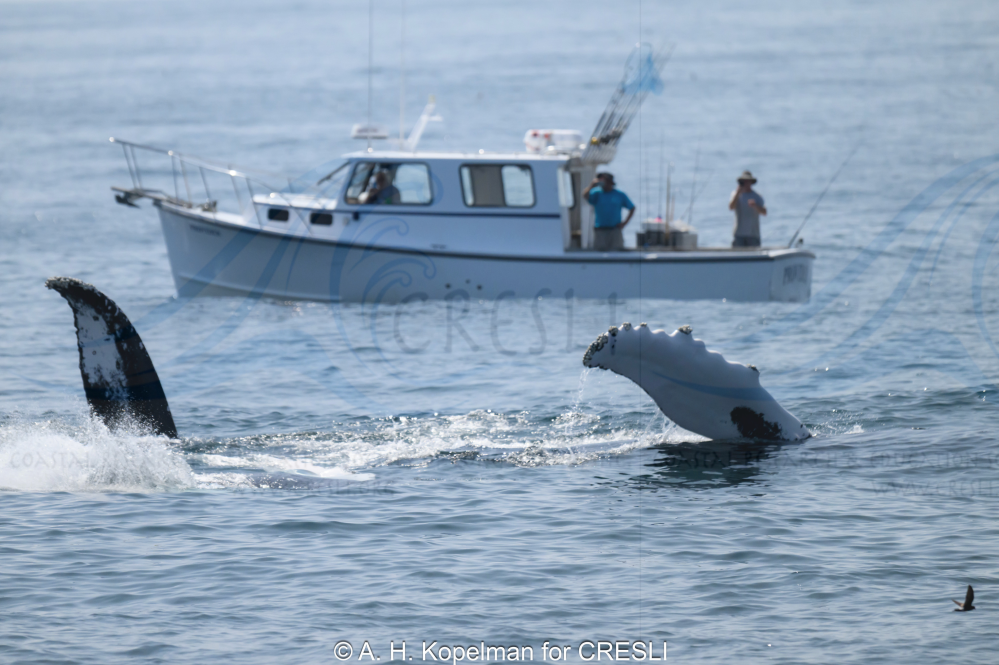 Humpback whale breaches near a boat with two people observing.