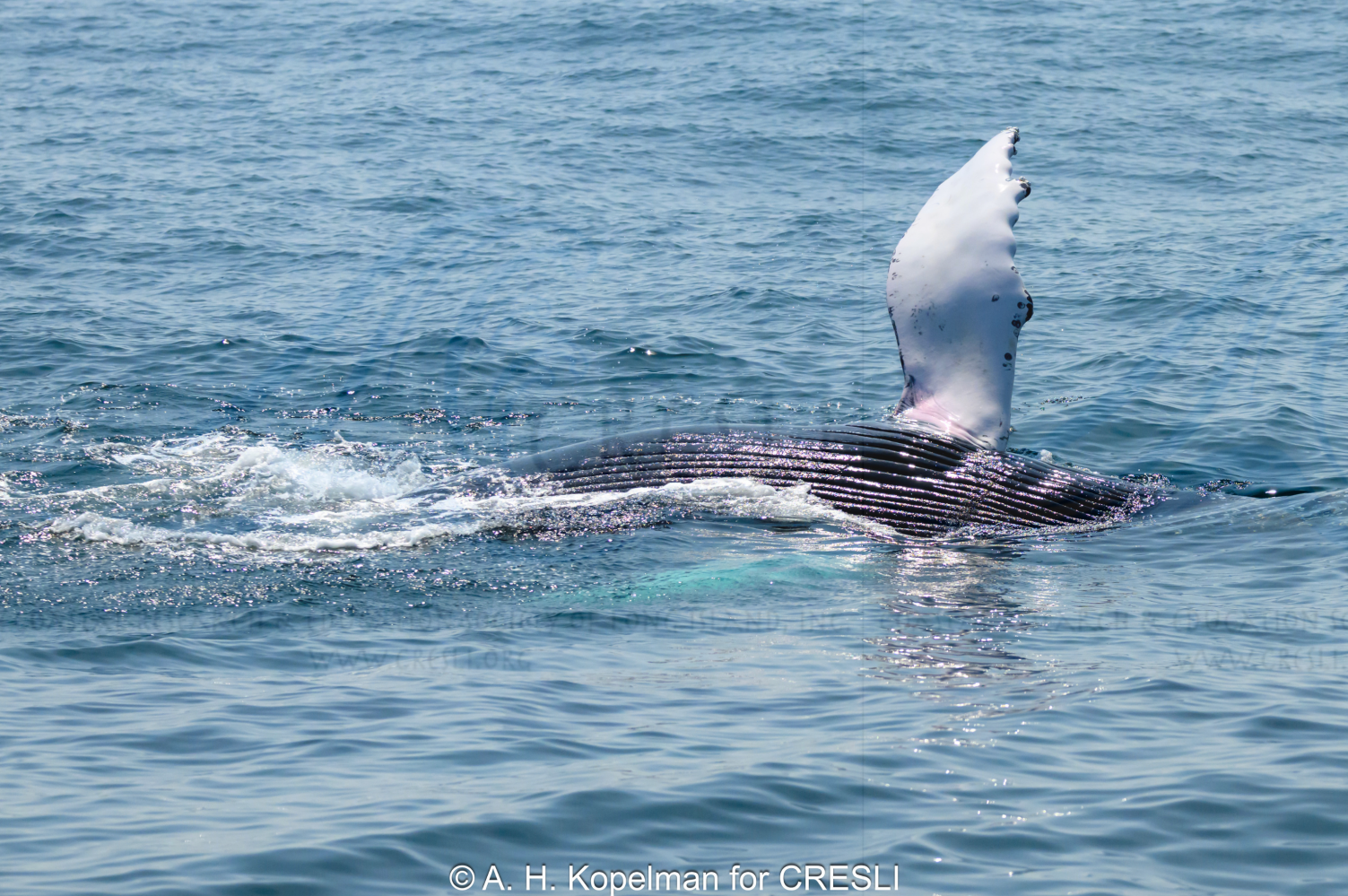 Humpback whale showing fin above ocean surface.