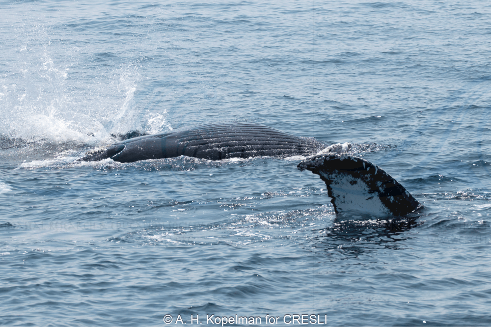 Whale fluke and back visible above water in the ocean.