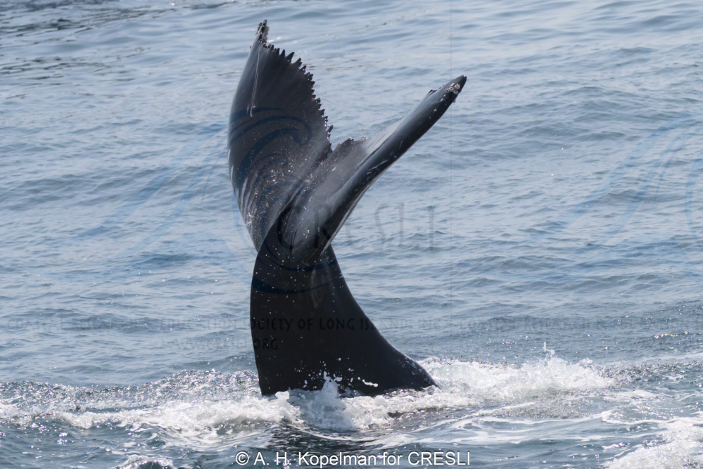 Whale tail emerging from ocean water surface.